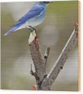 Mountain Bluebird In Colorado Wood Print