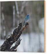 Mountain Bluebird In The Spring Snow Wood Print