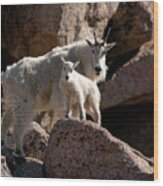 Mountain Goat Mom To The Rescue Wood Print