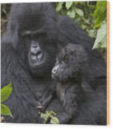 Mountain Gorilla And Baby Rwanda Wood Print