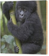 Mountain Gorilla Infant Rwanda Wood Print