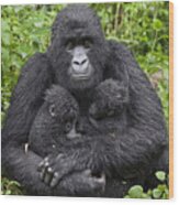 Mountain Gorilla Mother Holding 5 Month Wood Print