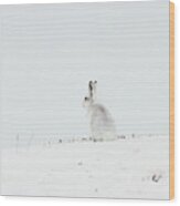 Mountain Hare Sat In Snow Wood Print