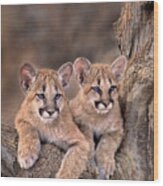 Mountain Lion Cubs Felis Concolor Captive Wood Print