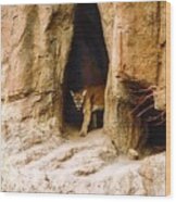 Mountain Lion In The Desert Wood Print
