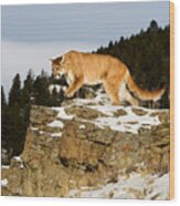 Mountain Lion On Rocks Wood Print