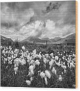 Mournes Bog Cotton Wood Print