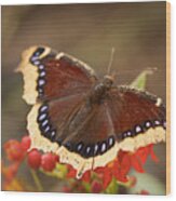 Mourning Cloak Butterfly Wood Print