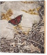 Mourning Cloak Wood Print