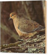 Mourning Dove At Dusk Wood Print