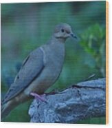 Mourning Dove Early Evening Shot Wood Print
