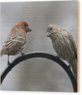 Mr. And Mrs. House Finch Wood Print