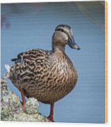 Mrs. Mallard Wood Print