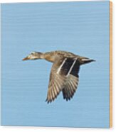 Ms. Mallard -- Female Mallard Duck In Atascadero Lake Park, California Wood Print