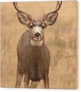 Mule Deer Buck Showing His Thoughts Wood Print