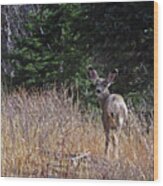 Mule Deer In Utah Wood Print
