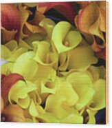 Multicolored Calla Lillies Wood Print