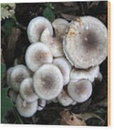 Mushroom Cluster # 2 Wood Print
