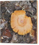Mushroom Growing Wood Print