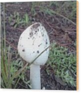 Mushroom In The Grass Wood Print