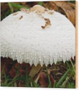 Mushroom In White Gown Wood Print