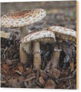 Mushroom Trio Macrolepiota Procera Wood Print