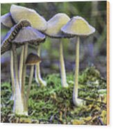 Family Of Mushrooms Wood Print