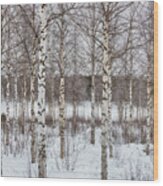 Birch Trees In Finland Wood Print