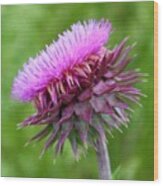 Musk Thistle Blooming Wood Print