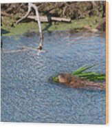 Muskrat Grocery Shopping Wood Print