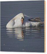 Mute Swan Resting In Rippling Water Wood Print