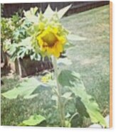 🌻my First Home Grown Sunflower!!! Wood Print