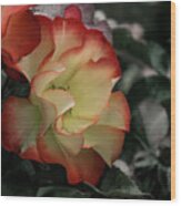 Mysterious Rose Wood Print