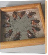 Narcissistic Cockroaches Wood Print