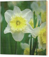 Narcissus Wood Print