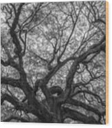 Natures Canopy Pano Bw Wood Print