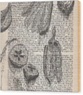 Seed Pods Drawn On Antique Pages  1884 Cycopedia Wood Print
