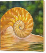 Nautilus Shell Submerged In Water Wood Print