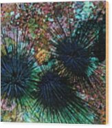 Needle Sea Urchin Wood Print