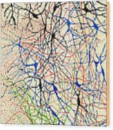 Nerve Cells Santiago Ramon Y Cajal Wood Print