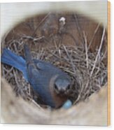 Nesting Bluebird Wood Print