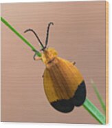 Net Winged Beetle Wood Print
