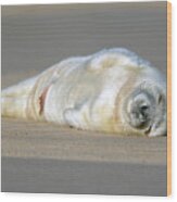 Newborn Baby Atlantic Grey Seal Sleeping Wood Print