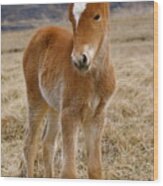 Newborn Mare Wood Print