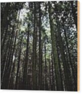 森林
#forest #cedar #cedars #森 Wood Print