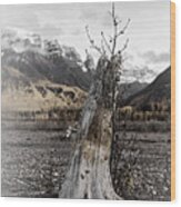 Nizina River Tree Stump Wood Print
