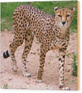 North African Cheetah Wood Print