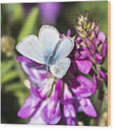 Northern Blue Butterfly Wood Print