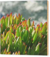 Northern California Flora Wood Print