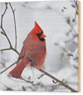 Northern Cardinal - D001540 Wood Print